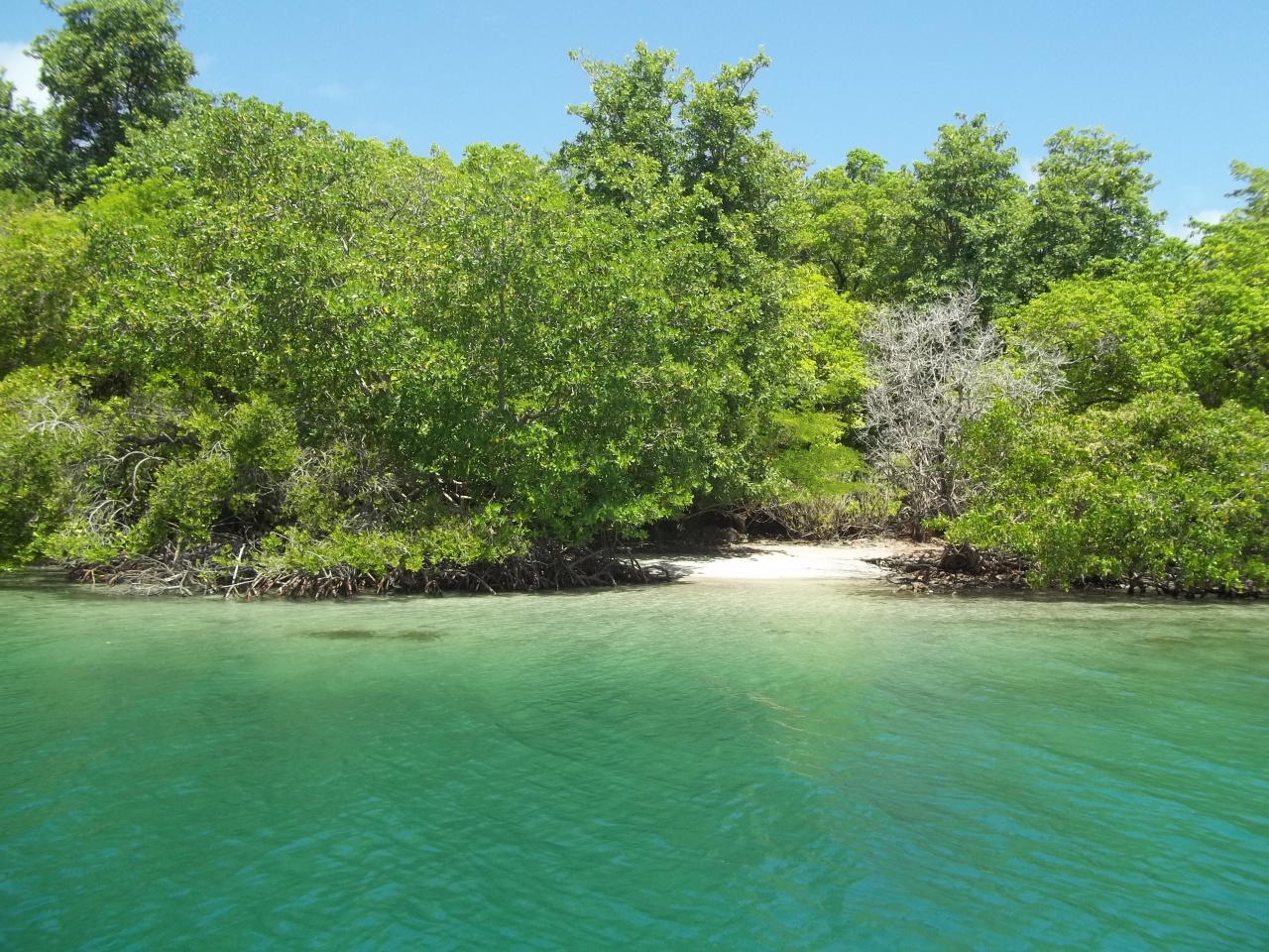 Petite plage entre les arbres de mangrove bordant l'îlet Chancel