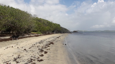 plage de la Pointe Banane au Robert