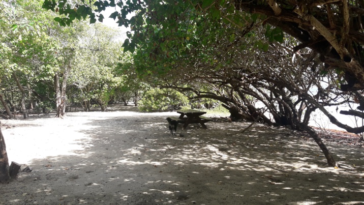 Sous-bois de la Pointe Banane