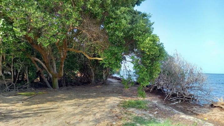 Sargasses à la Baie Coco