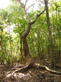 Protection de l'environnement de l'îlet Madame Protection de l'environnement de l'îlet Madame