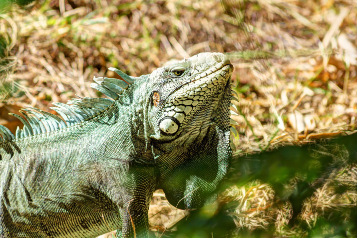 Iguane Martinique @Selden Vestrit