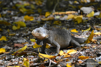 Iguane de Martinique mâle (Iguana delicatissima à l'îlet Chancel)