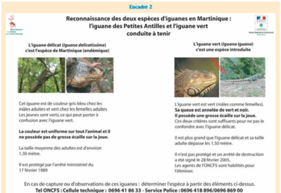 Reconnaitre et différencier les iguanes de Martinique - Cliquez pour agrandir Reconnaitre et différencier les iguanes de Martinique - Cliquez pour agrandir