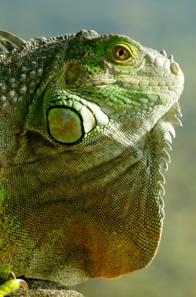 Où voir des iguanes en Martinique ?