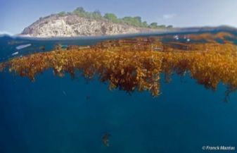 Sargasses : algues brunes flottantes Sargasses : algues brunes flottantes