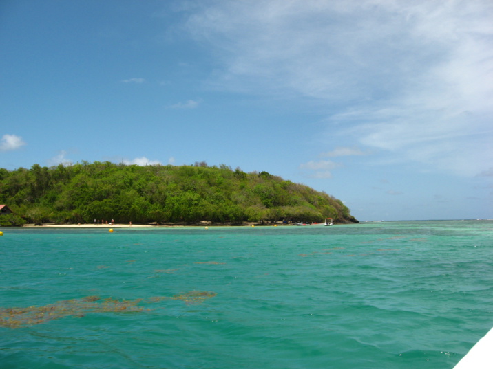 de rares grappes d'algues sargasses flottent devant l' ilet Madame