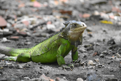 Iguana delicatissima : Un des iguanes les plus rares du monde à voir assurément sur l'îlet Chancel, cela se mérite !