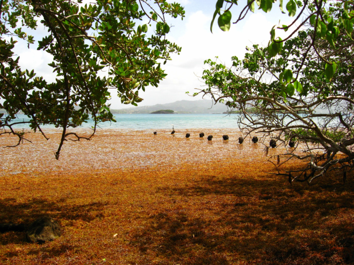 Mouillage site des iguanes lors d'un très gros échouage Mouillage site des iguanes lors d'un très gros échouage