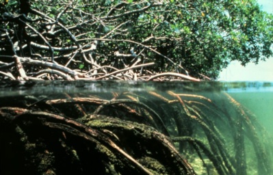 mangrove Martinique mangrove Martinique
