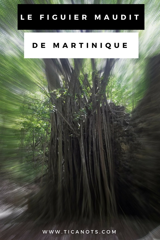 Figuier Maudit de Martinique