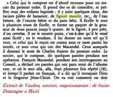 Figuier maudit et sorcellerie en Martinique Figuier maudit et sorcellerie en Martinique