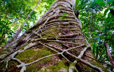 Figuier maudit de martinique : tueur d'arbre ou rouage de l'ecosystème ?