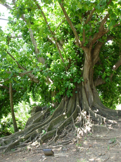 Figuier Maudit Martinique ou Ficus citrifolia Figuier Maudit Martinique ou Ficus citrifolia