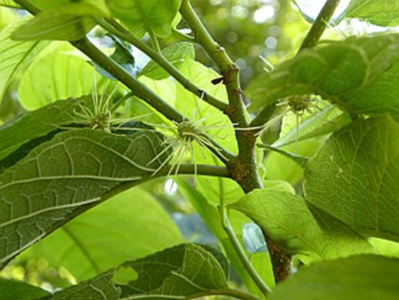 Murier Pays Martinique Murier Pays Martinique