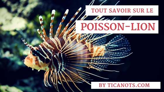 Poisson-lion Martinique Poisson-lion Martinique