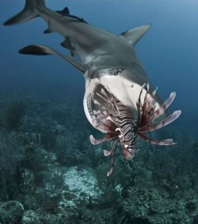 Des requins dressés à manger des poissons-lions Des requins dressés à manger des poissons-lions