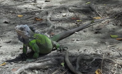 Iguane Délicatissima femelle Iguane Délicatissima femelle