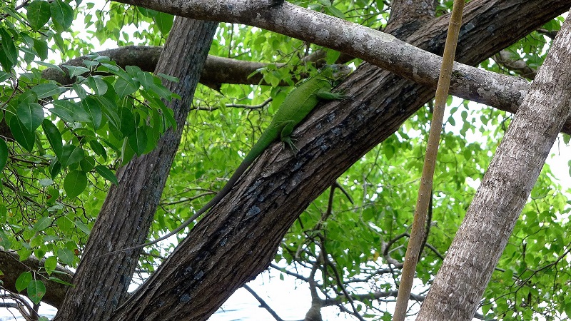 Protection Iguane des Petites Antilles (Iguana delicatissima) - Ilet Chancel Robert