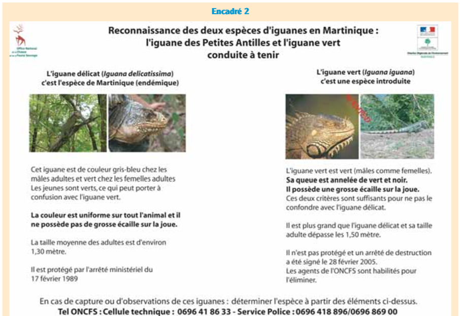 Reconnaitre et différencier les iguanes de Martinique - Cliquez pour agrandir