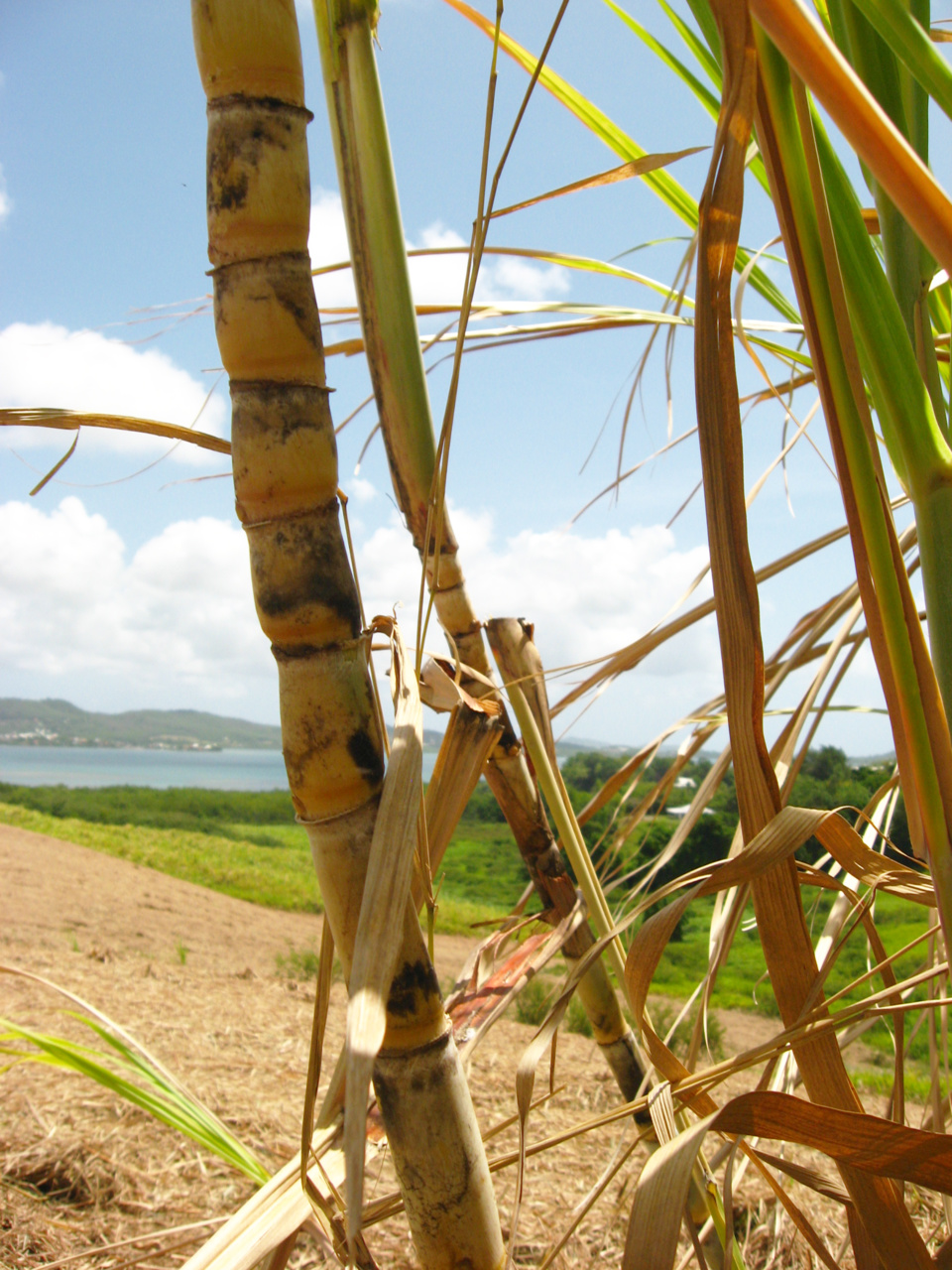 Le Robert Martinique Quoi Faire