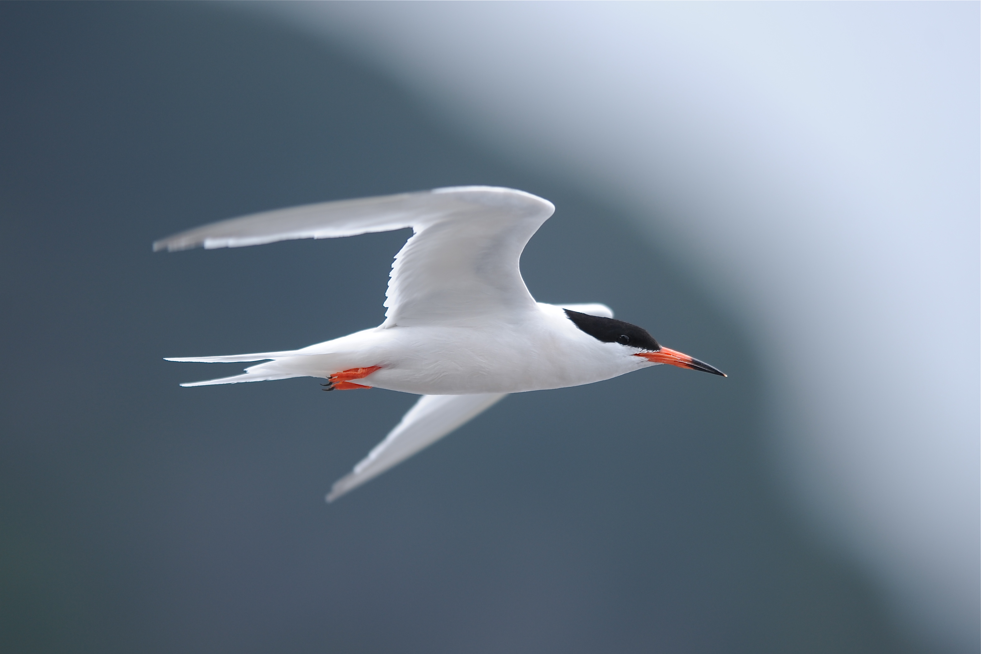 Sterne de Dougall Martinique