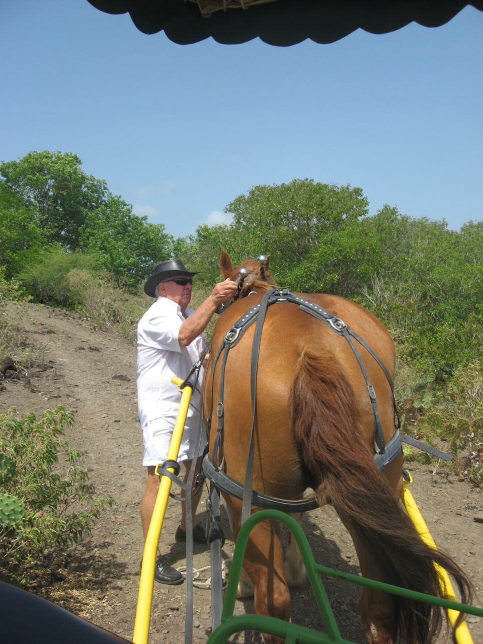 Le cheval Colibrette pret à tracter la calèche autour de l'ilet Chancel Le cheval Colibrette pret à tracter la calèche autour de l'ilet Chancel