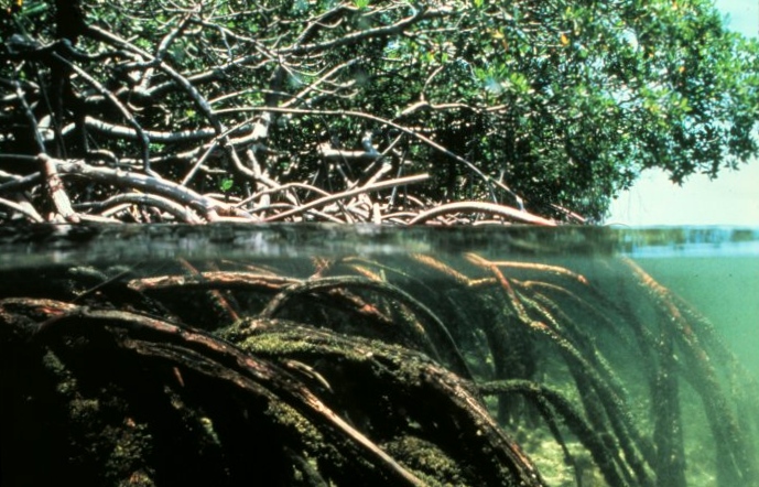 mangrove Martinique