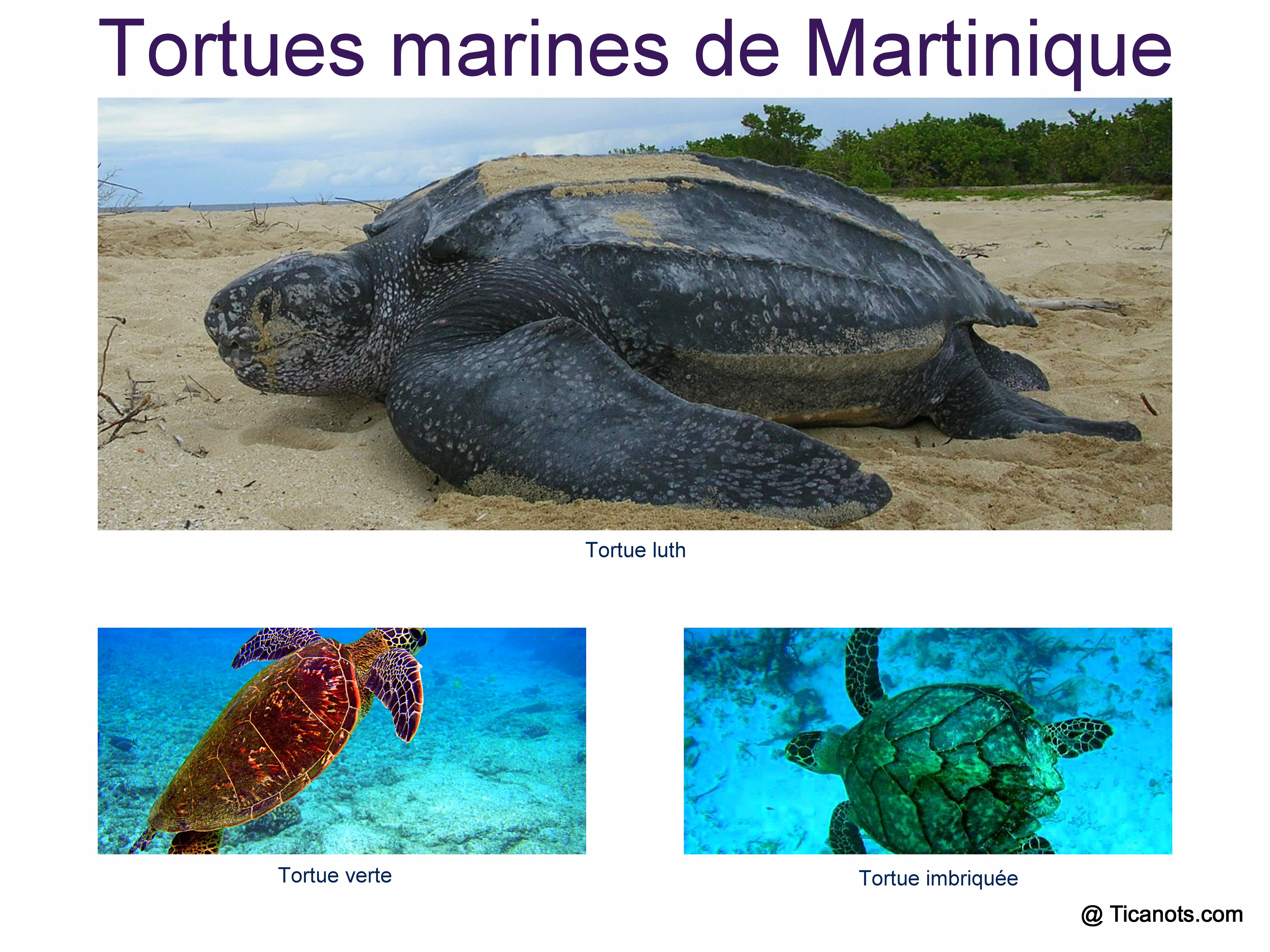 Tortues De Martinique