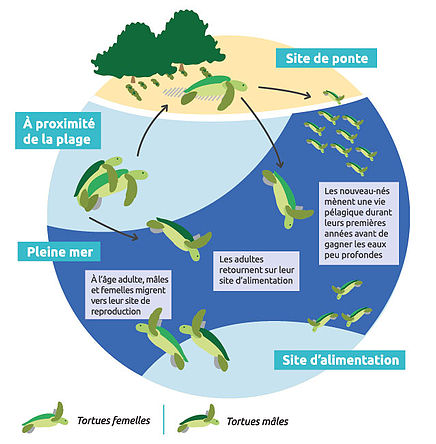 Cycle de vie de tortue marine en Martinique