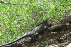 Iguana delicatissima
