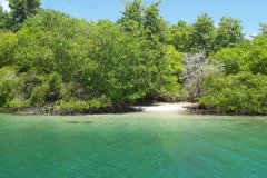 Petite plage entre les arbres de mangrove bordant l'îlet Chancel