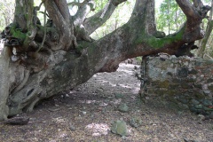 Ruines archéologiques 2, îlet Chancel
