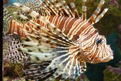 lionfish-53988_960_720