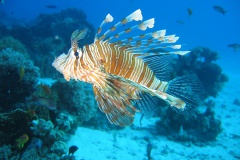 lionfish-587709_960_720
