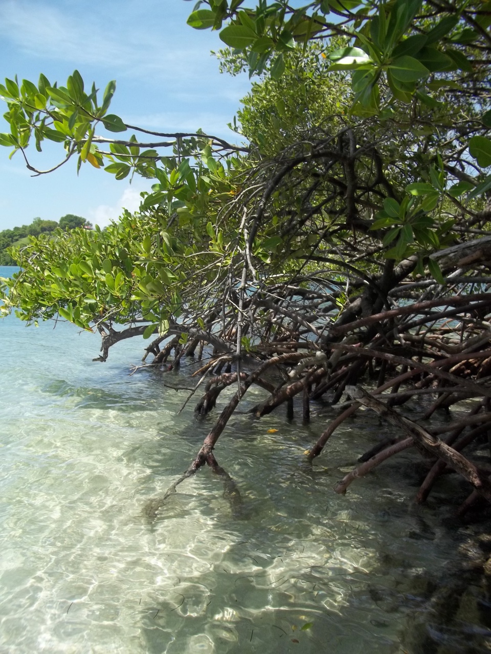 Palétuvier de mangrove
