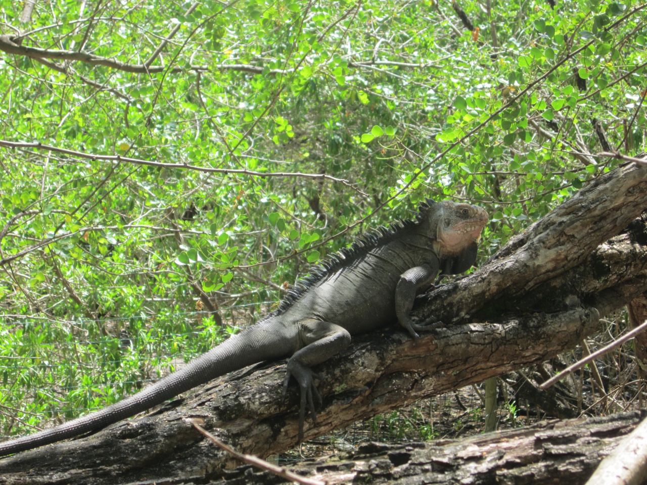 Iguana delicatissima
