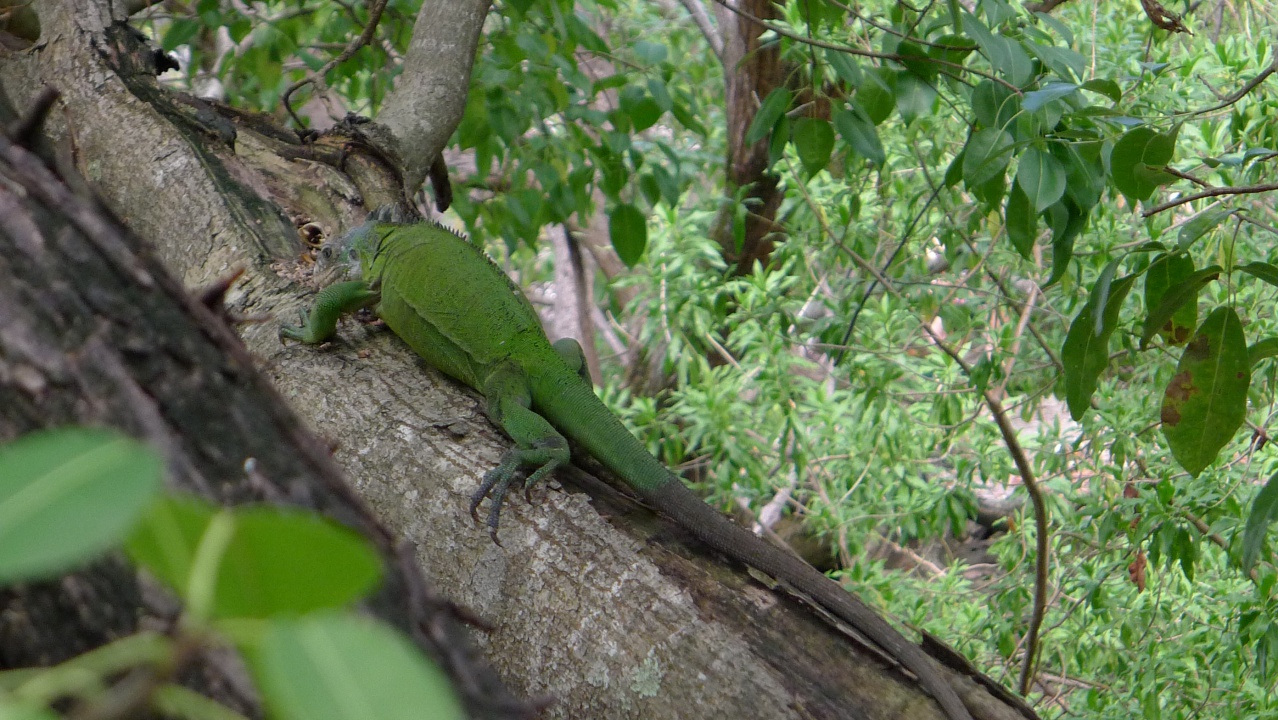 iguane endémique de l'îlet Chancel