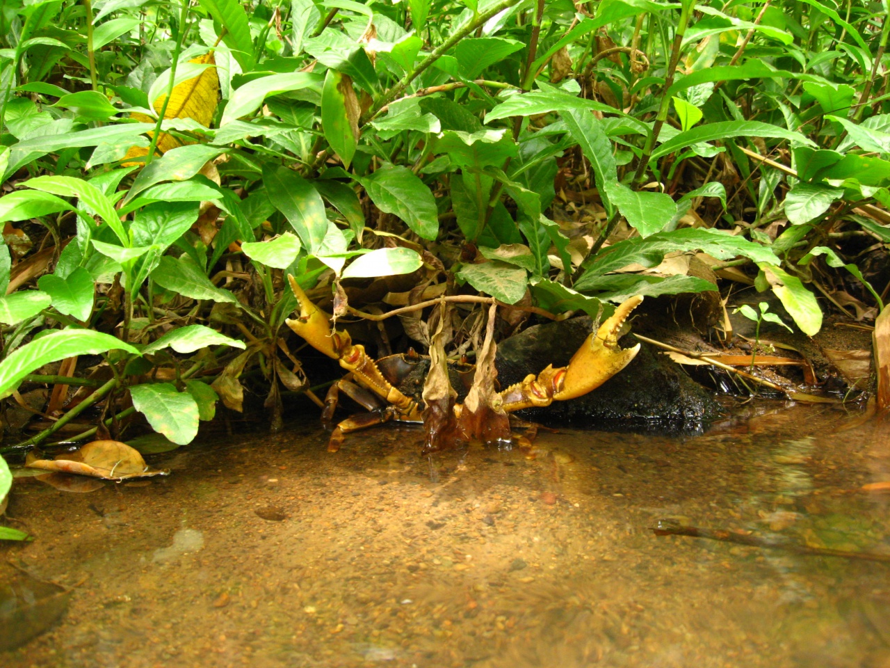 Crabe, rivière Cacao