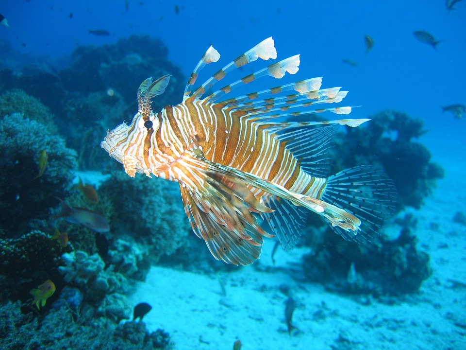 lionfish-587709_960_720