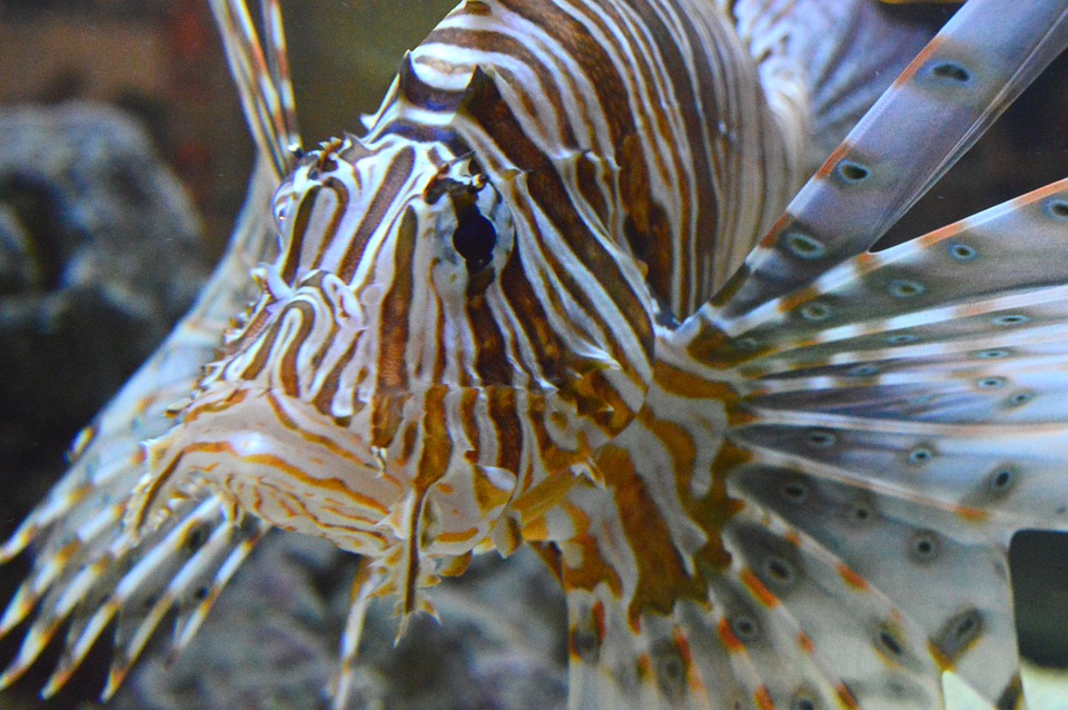 pterois-577894_960_720