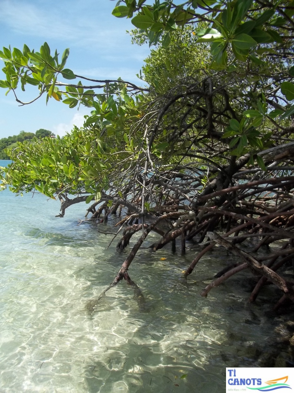 Palétuvier de mangrove