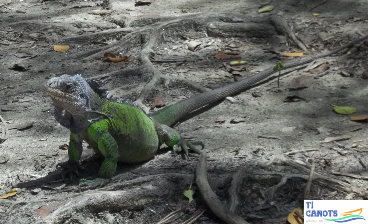iguana delicatissima vert